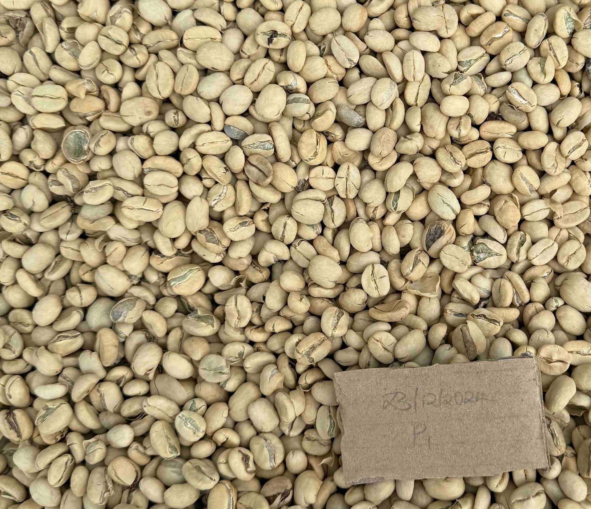 Washed Kenyan coffee processing lot preview